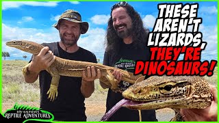 GIANT MONITOR LIZARDS IN AUSTRALIA [upl. by Eniamirt]