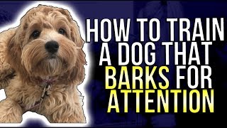 HOW TO TRAIN A DOG THAT BARKS FOR ATTENTION [upl. by Currie817]