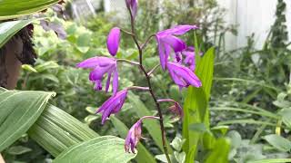 Bletilla Plant Profile [upl. by Matthieu]