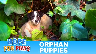 Saving five orphaned puppies  watch until the end for an amazing transformation puppy [upl. by Morocco255]