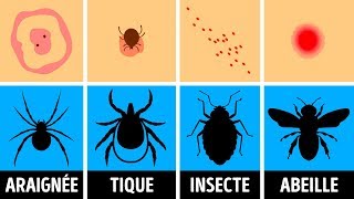 Comment Identifier une Piqûre dInsecte et que Faire Quand ça Arrive [upl. by Ahsemad]