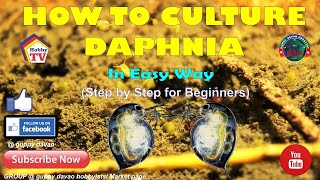 HOW TO CULTURE DAPHNIA In Easy Way [upl. by Aprile]