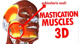 Muscles of Mastication  Jaw And Mandible  Face Anatomy part 3 [upl. by Fita]