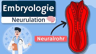 Embryologie  Neurulation einfach erklärt [upl. by Aneehsirk30]