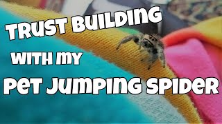 How to get a Jumping Spider to trust you [upl. by Eyak]