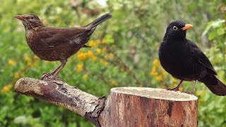 Blackbirds in My Garden [upl. by Htebi27]