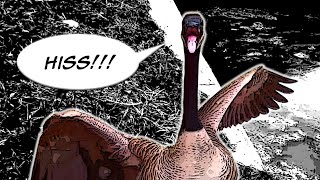 Angry Canadian Goose Hissing [upl. by Namielus]