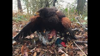 Harris Hawks Hunting Pheasant and Duck [upl. by Iniffit602]