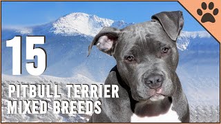 Top 15 Pitbull Terrier Mix Breeds  Dog World [upl. by Joaquin]