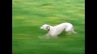 Whippet running at speed close up [upl. by Kamat748]