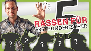 Die 5 BESTEN Hunderassen für Ersthundehalter [upl. by Duffie]