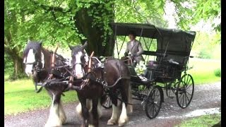 HorseDrawn Wedding Carriage Anyone [upl. by Whatley]