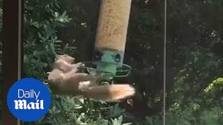 Hilarious moment squirrel clings to spinning bird feeder [upl. by Nyl]