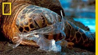 See How It Feels to Be an Ocean Animal Stuck in a Plastic Bag  National Geographic [upl. by Ayaet]