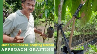 Most SUCCESSFUL Grafting Method APPROACH GRAFTING best method on RAINY SEASON [upl. by Esserac]