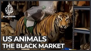 The black market animal business [upl. by Fuchs]