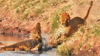 Crocodile Attacks a Leopard Trying To Steal Its Food [upl. by Akitnahs252]