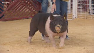 What makes a winning pig at the State Fair of Texas [upl. by Afatsom379]