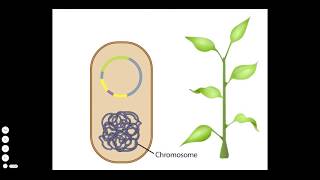 Agrobacterium A Plant Gene Transfer Vector [upl. by Luapnhoj]