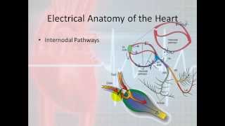 Basic Electrophysiology part 3  Electrical Anatomy part 1 [upl. by Downe514]