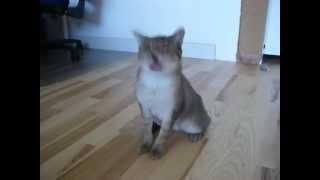 Epileptischer Anfall Katze Lila 1MOV [upl. by Yla]