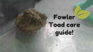 Fowlers Toad Care Guide  Toads 101 [upl. by Arahs88]