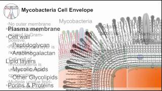 Tuberculosis Mycobacterial Cell Envelope [upl. by Eardna]