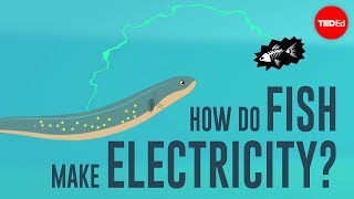 How do fish make electricity  Eleanor Nelsen [upl. by Fougere]