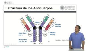 Anticuerpos  325  UPV [upl. by Emmeline274]