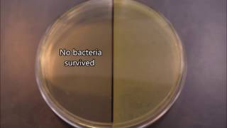 Antibiotics vs Bacteria Fighting the Resistance [upl. by Strong262]