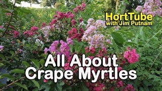 All About Crape Myrtles Growing and Maintaining Crape Myrtles [upl. by Dhruv]