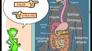 Aprendiendo con el Sistema Digestivo [upl. by Box]