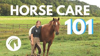 HOW TO CARE FOR A HORSE Complete Guide [upl. by Urbain600]