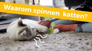 Waarom spinnen katten [upl. by Mair]