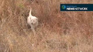 Adorable white lion cub practises his roaring skills [upl. by Bess]