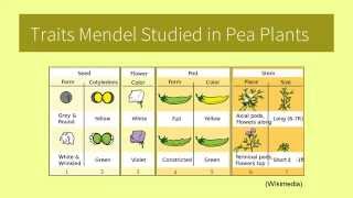 Mendels Experiments [upl. by Ledba]