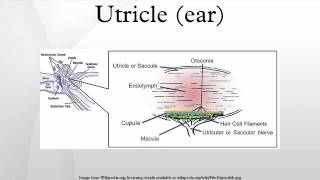 Utricle ear [upl. by Buckie]