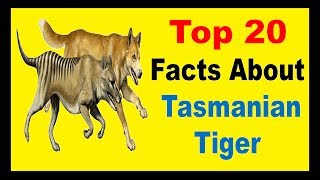 Tasmanian Tiger  Facts [upl. by Kent]