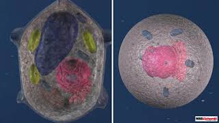 Comparison Between Plant Cell and Animal Cell [upl. by Dario754]