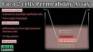 Caco 2 Cells Permeability Assay [upl. by Atihana]