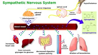 The Physiology of Emotion and Stress [upl. by Anjela]