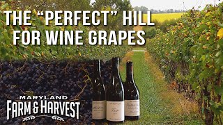 Why Hillsides Grow Better Wine Grapes  Maryland Farm amp Harvest [upl. by Nylekoorb]