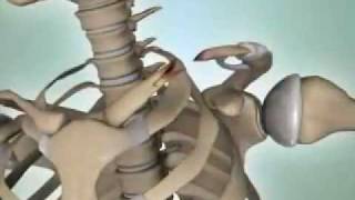 Shoulder Fractures  DePuy Videos [upl. by Bevan619]