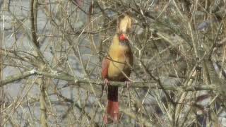 Female cardinal singing [upl. by Eversole]