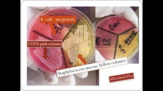 Mannitol salt agar  Staphylococcus aureus  MSA [upl. by Anul]