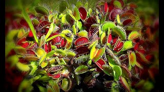 99 Fliegen  Venus flytrap  Venusfliegenfalle [upl. by Leslie39]