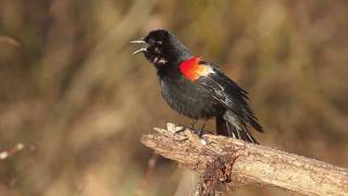 Redwinged Blackbird [upl. by Conan]