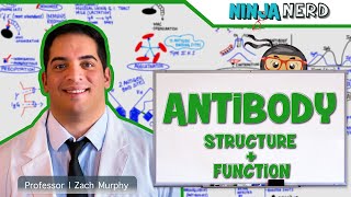 Immunology  Antibody Structure amp Function [upl. by Patrice911]