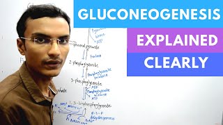 Gluconeogenesis Biochemistry [upl. by Convery]