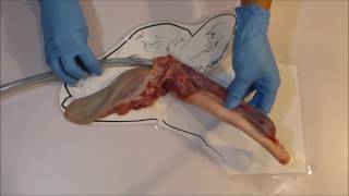 Calf Tube Feeding Anatomy Tutorial Trusti Tuber Flexi Tuber [upl. by Kay]